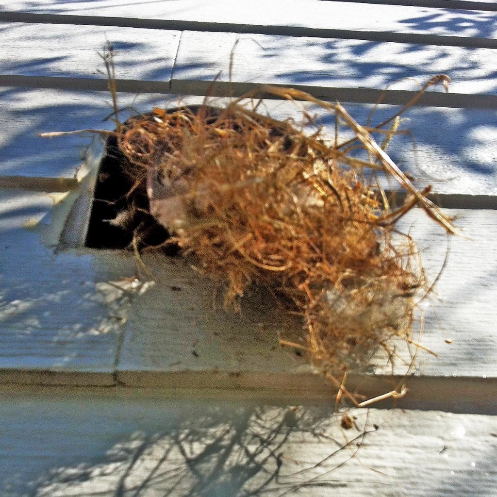 Bird nest in vent